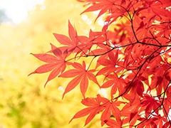 紅葉狩り
